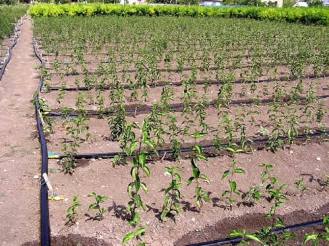 Правительство прорабатывает вопрос запуска лизинговой системы по капельному орошению для фермеров &mdash; Tazabek