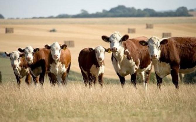 Казахстан не верит, что Кыргызстан может самостоятельно обеспечить ветеринарную безопасность &mdash; Tazabek