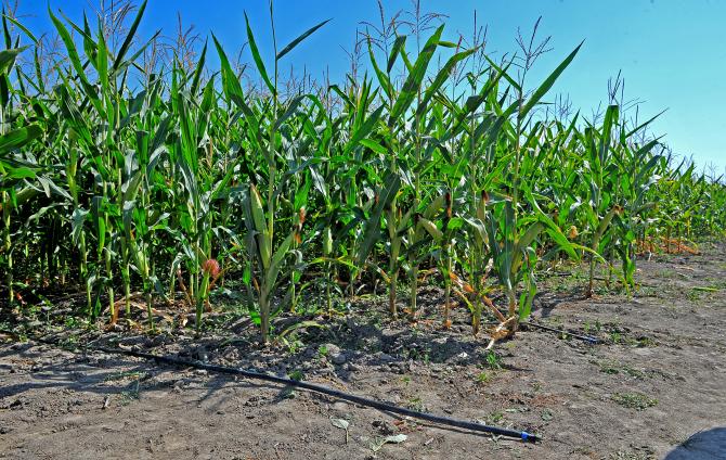 Глобальное потепление приведет к деградации пастбищ и уменьшению продуктивности животных, - советник GIZ &mdash; Tazabek