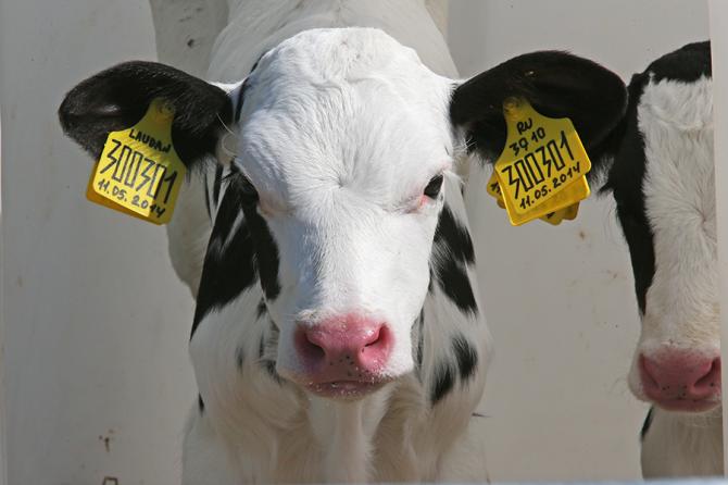 Минсельхоз КР одной из причин запаздывания начала идентификации скота назвал невыплату Казахстаном обещанных $13,5 млн &mdash; Tazabek