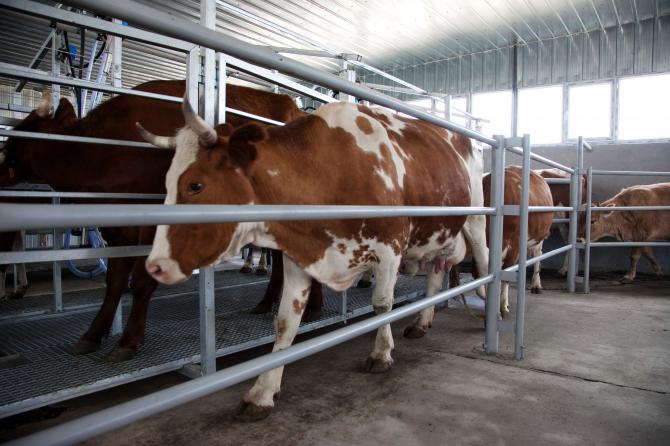 PR: Перенимая опыт: сотрудничество крупнейших ферм холдинга «АЮ» с индонезийскими специалистами — Tazabek