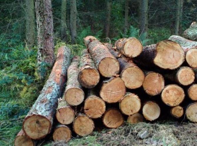 Компания &laquo;Сакалды курулуш&raquo; поставила из Казахстана &laquo;Айылкомок&raquo; лесоматериалы по заниженной в 5 раз цене, - ГНС &mdash; Tazabek