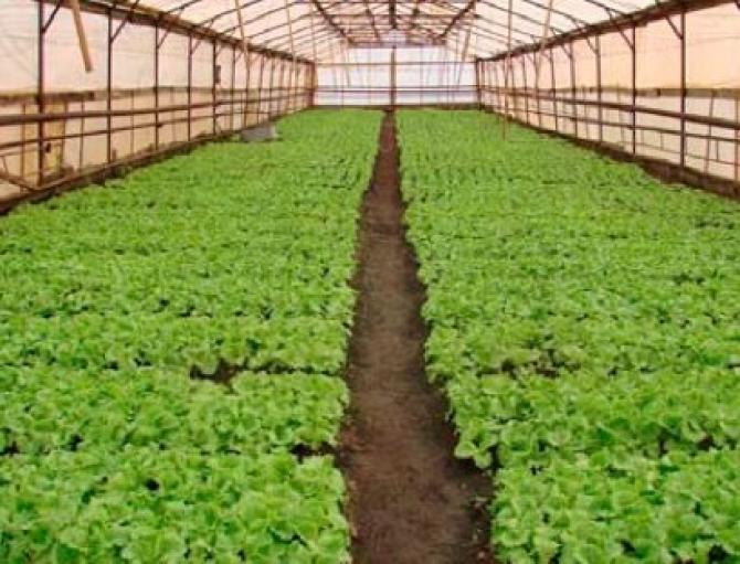 На 20 мая на животноводство выдано 1,4 млрд сомов кредитов &mdash; Tazabek