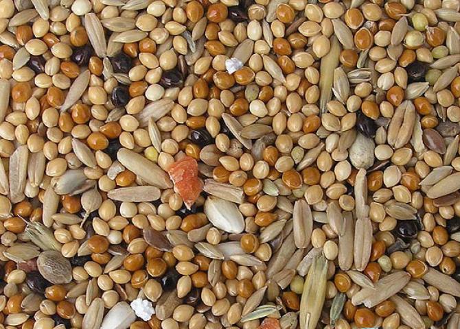 Ассоциация птицеводства попросила правительство отменить НДС на ввоз корма &mdash; Tazabek