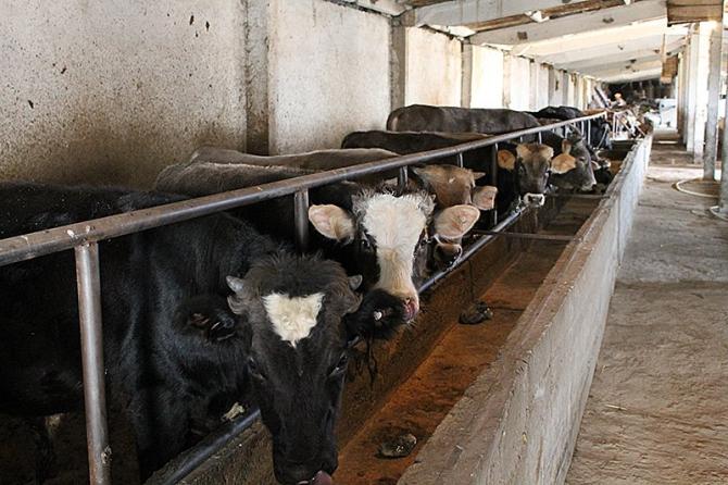 Депутат С.Нышанов возмутился, что за счет государства ветлекарствами обеспечиваются богатые скотовладельцы &mdash; Tazabek