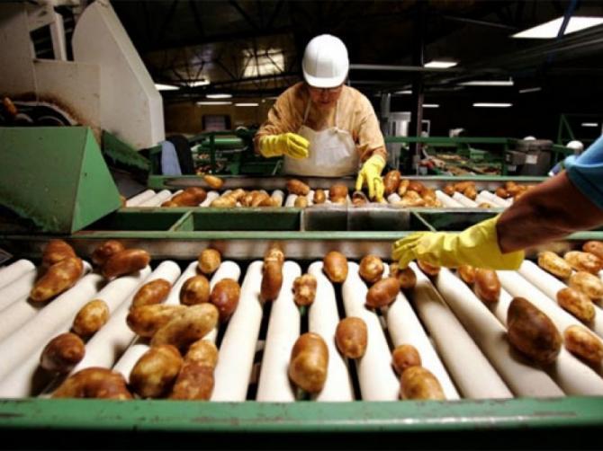 Минсельхоз планирует завершить строительство картофелеперерабатывающего завода к осени 2016 года &mdash; Tazabek