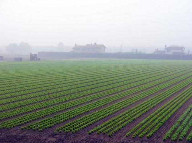 Минсельхоз предложил разрешить строить теплицы на особо ценных сельхозугодиях &mdash; Tazabek