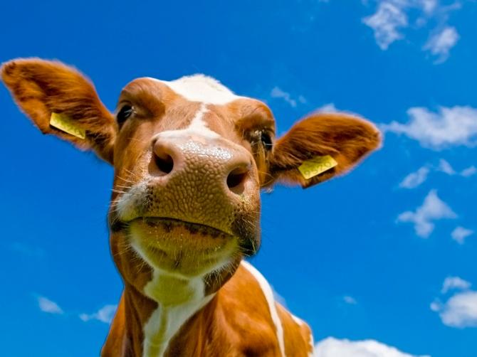 Госветсанинспекция предлагает отдать функции по вакцинации и лечению животных частным ветеринарам &mdash; Tazabek