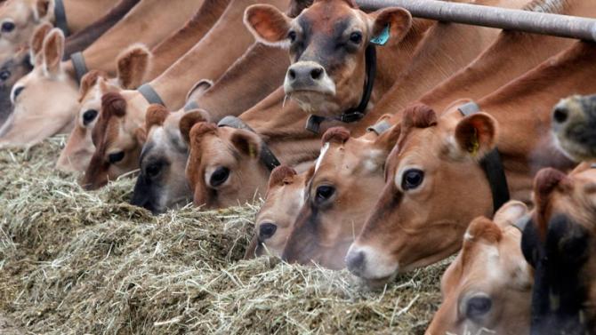 Правительство поручило Минсельхозу запустить пилотный проект по идентификации сельхозживотных &mdash; Tazabek