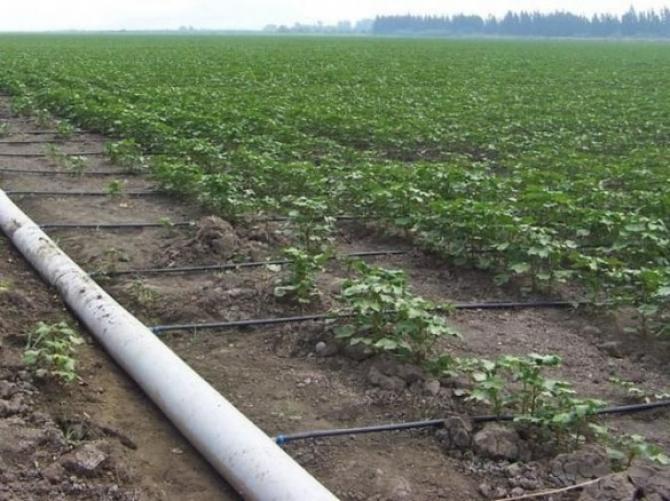 Капельное орошение превращается в бренд в Кыргызстане, - министр Т.Айдаралиев &mdash; Tazabek