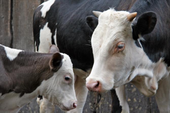 Минсельхоз предложил лицензировать изготовление и продажу ветеринарных лекарств в рамках вступления в ЕАЭС &mdash; Tazabek