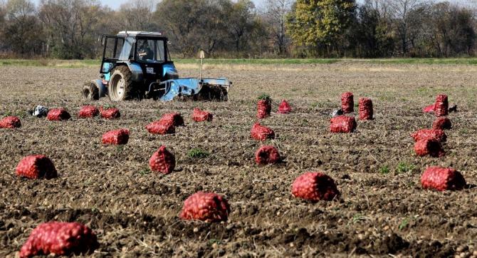 Кыргызстан в 2015 году собрал рекордный урожай, но есть проблемы с реализацией и сбытом сельхозпродукции, - Минсельхоз &mdash; Tazabek